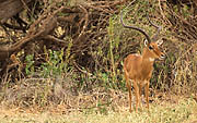 Impala Samburu Kenya